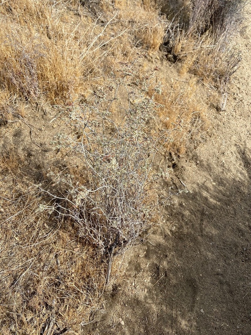 Yucca Buckwheat photo 2