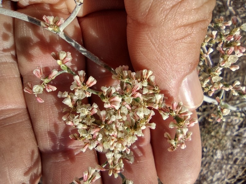 Yucca Buckwheat photo 3