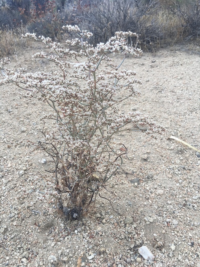 Yucca Buckwheat photo 4