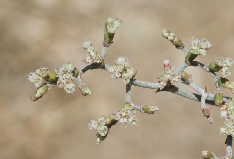 Yucca Buckwheat photo 5