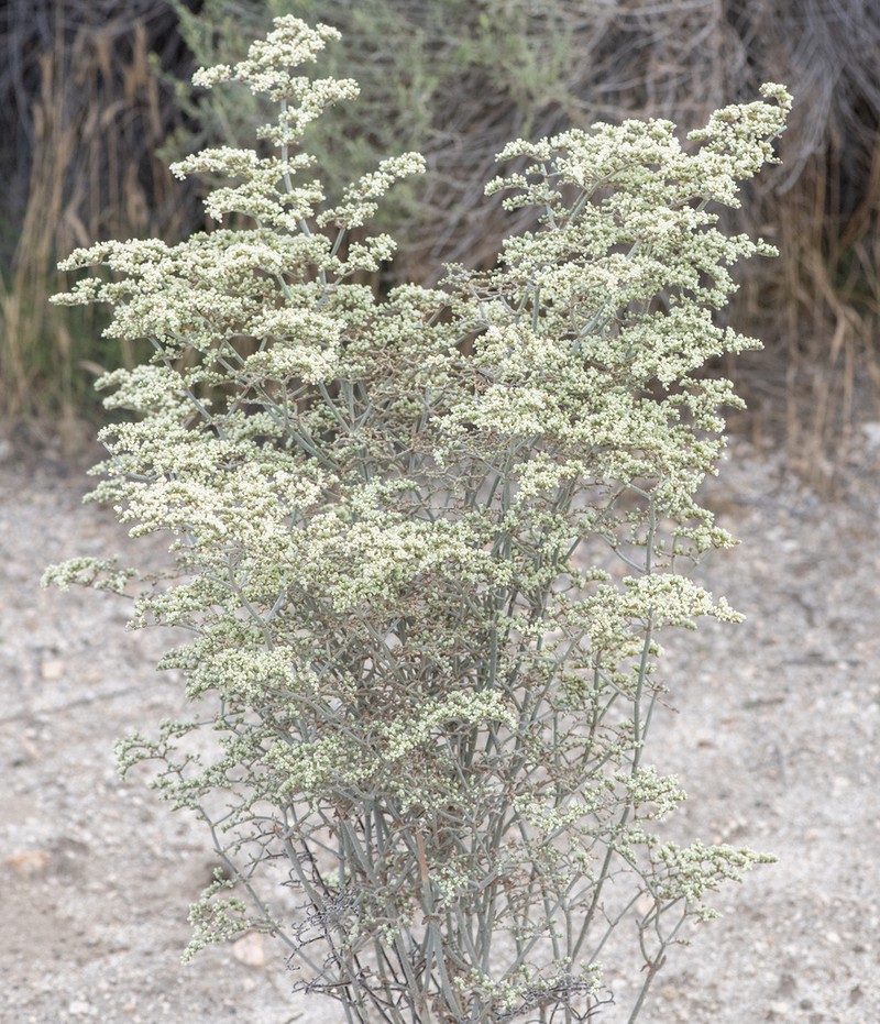 Yucca Buckwheat photo 6