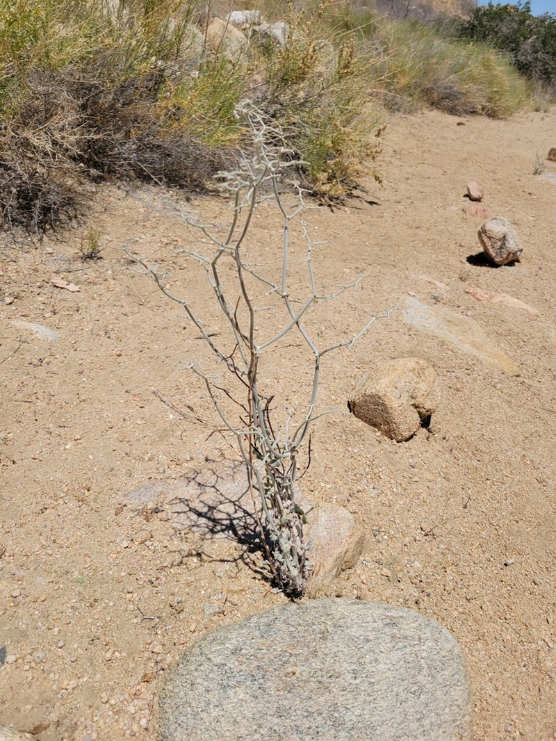 Yucca Buckwheat photo 7
