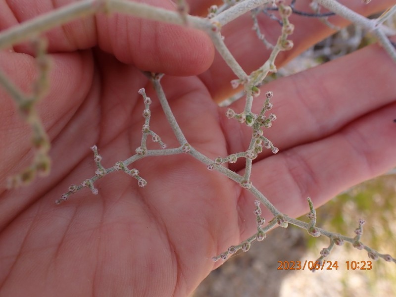 Yucca Buckwheat photo 8