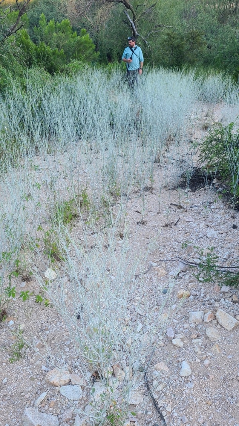 Sorrel Buckwheat photo 2