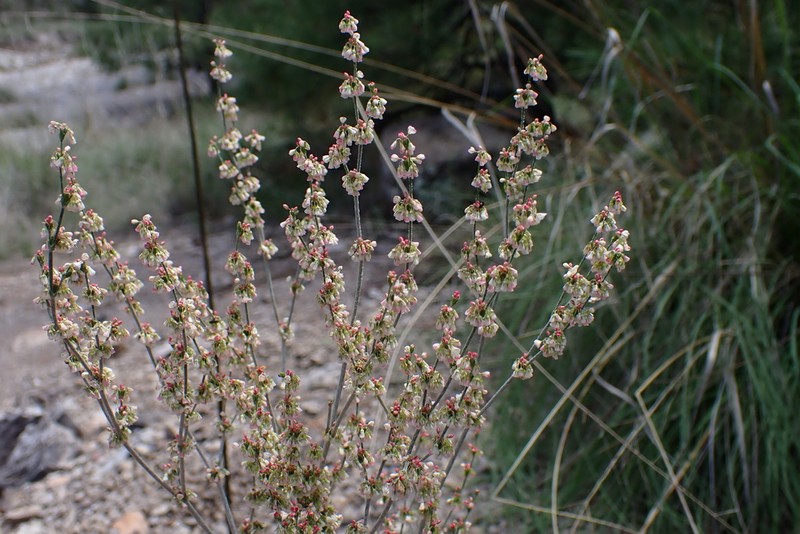 Sorrel Buckwheat photo 3