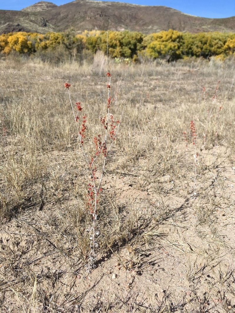 Sorrel Buckwheat photo 4