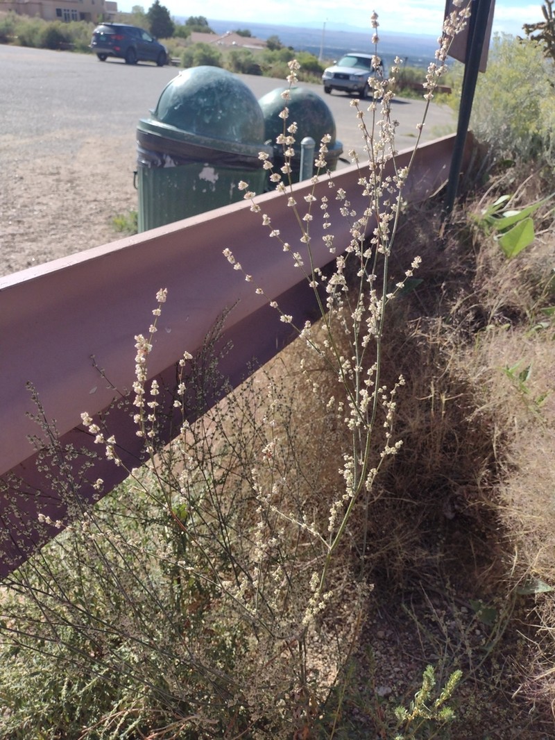 Sorrel Buckwheat photo 5