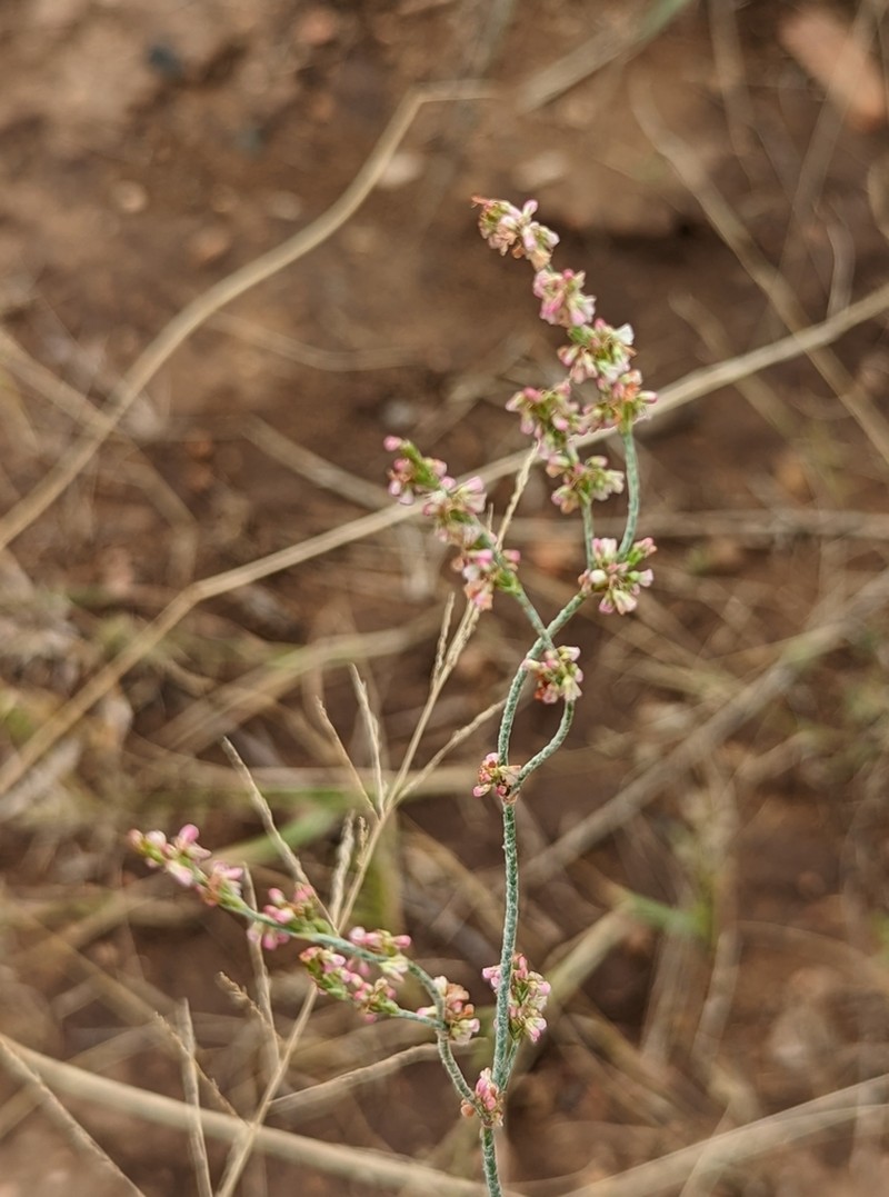 Sorrel Buckwheat photo 6