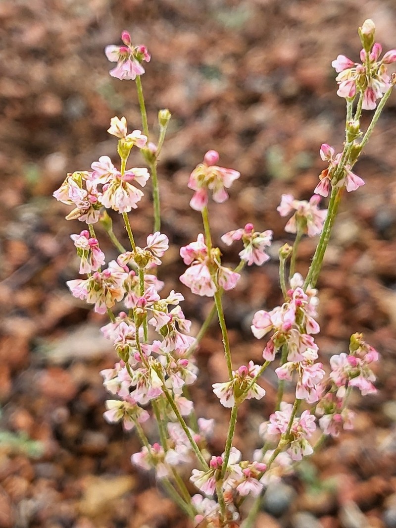 Sorrel Buckwheat photo 7