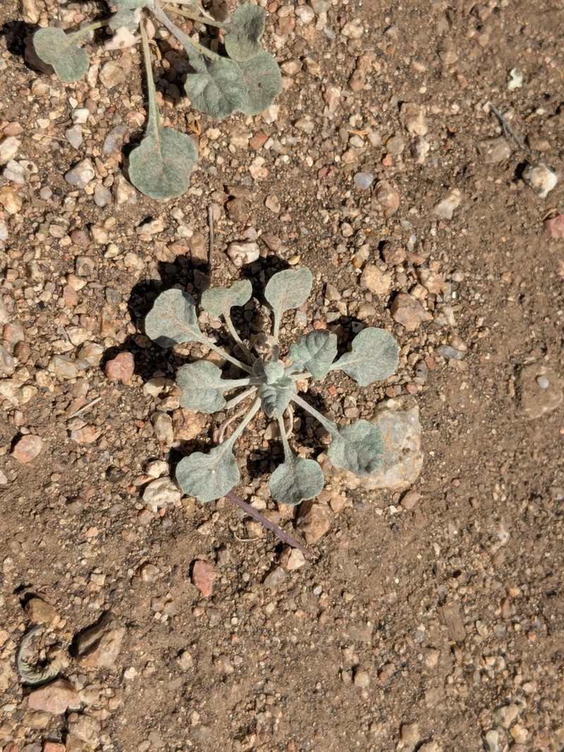 Sorrel Buckwheat photo 8