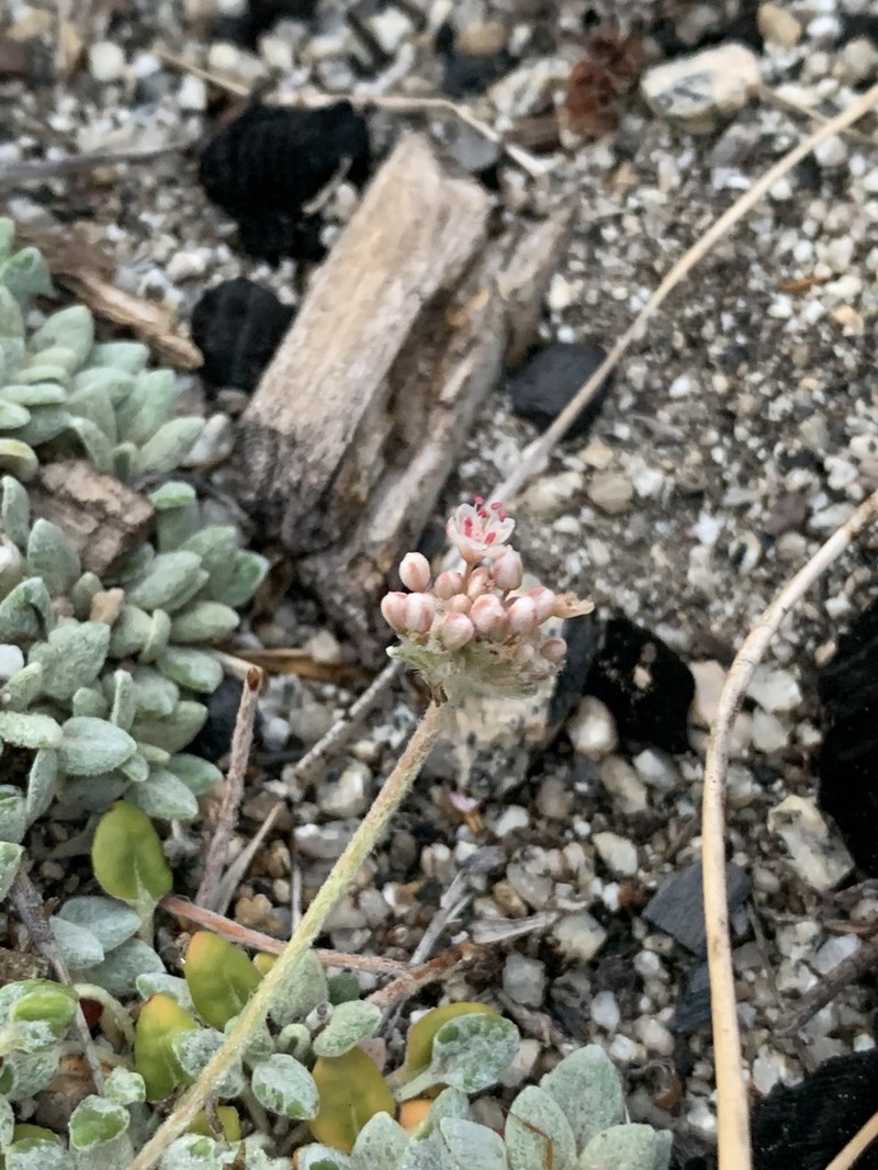 Foxtail Buckwheat