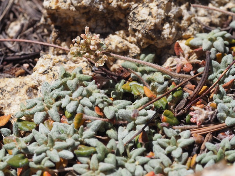 Foxtail Buckwheat photo 2