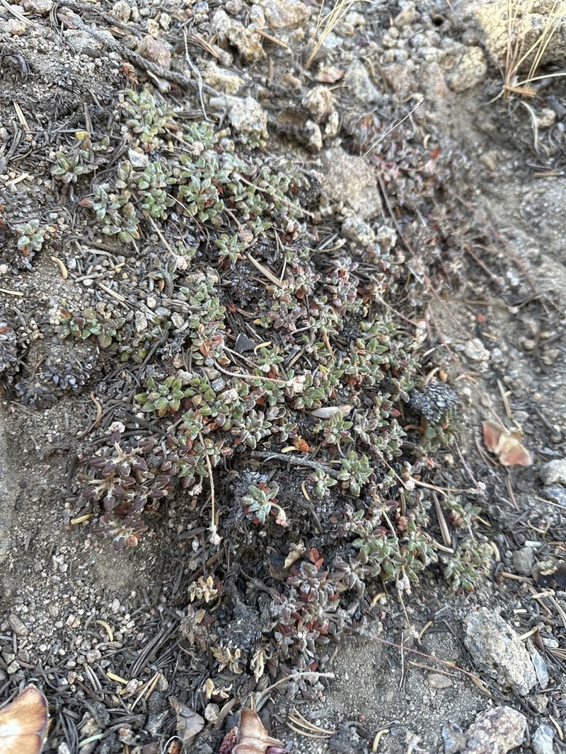 Foxtail Buckwheat photo 3