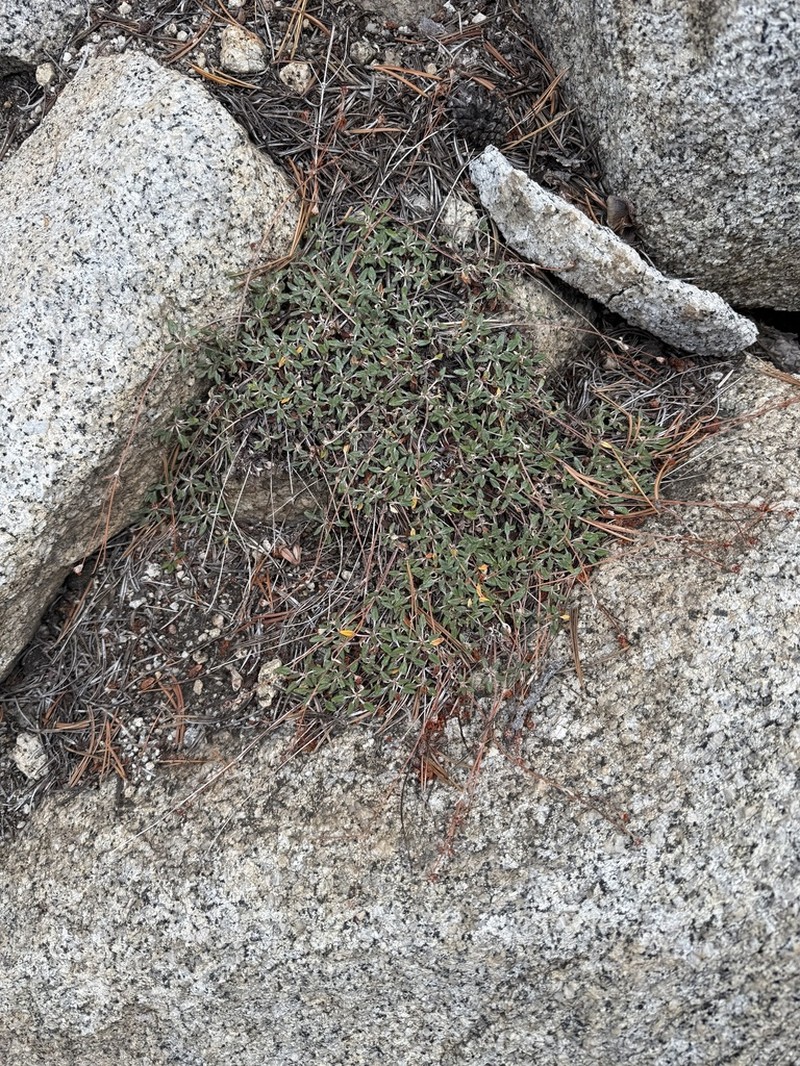 Foxtail Buckwheat photo 4