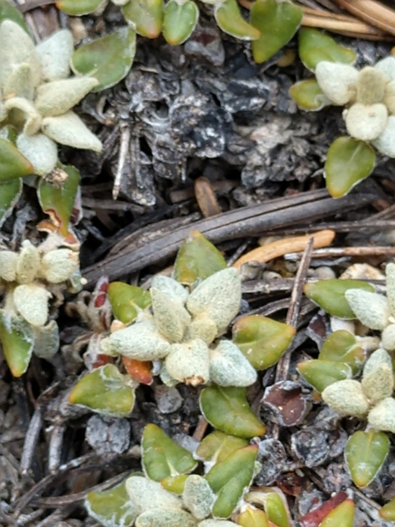 Foxtail Buckwheat photo 5