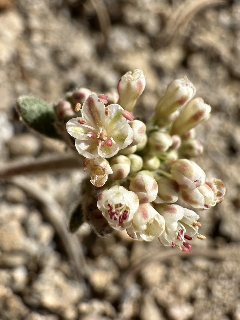 Foxtail Buckwheat photo 6