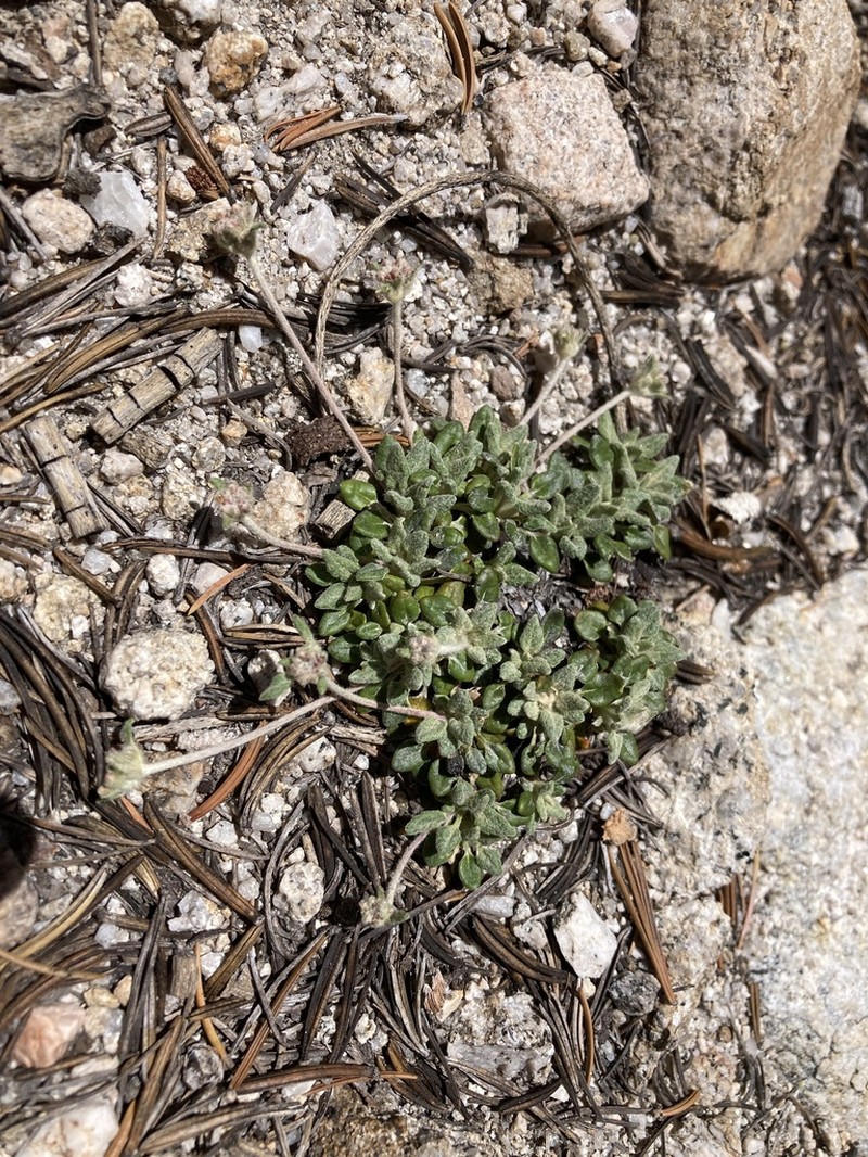 Foxtail Buckwheat photo 7