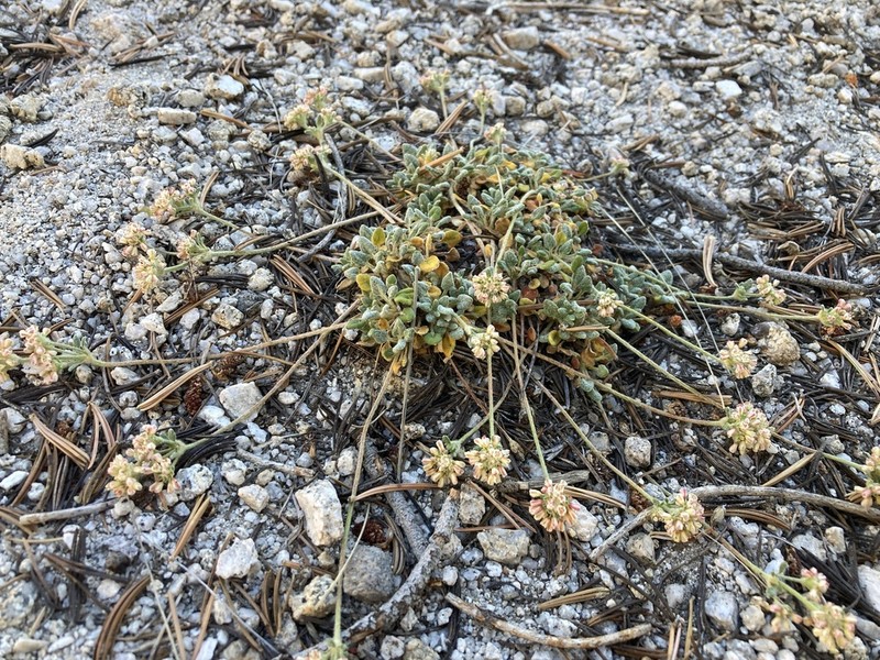 Foxtail Buckwheat photo 8