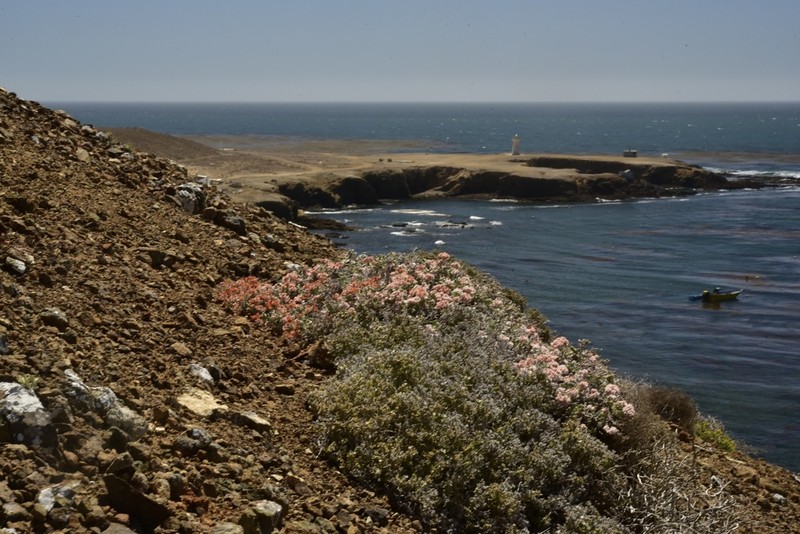 Eriogonum pondii photo 2