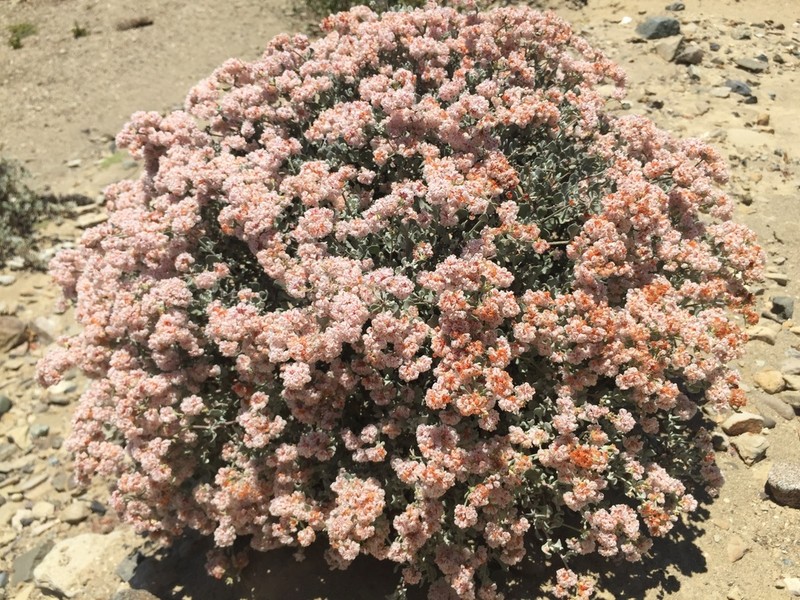Eriogonum pondii photo 3