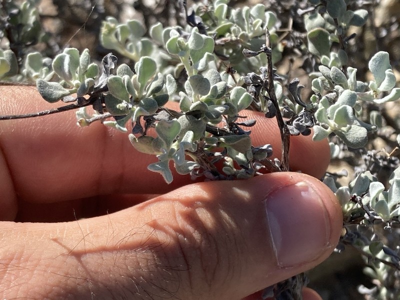Eriogonum pondii photo 4