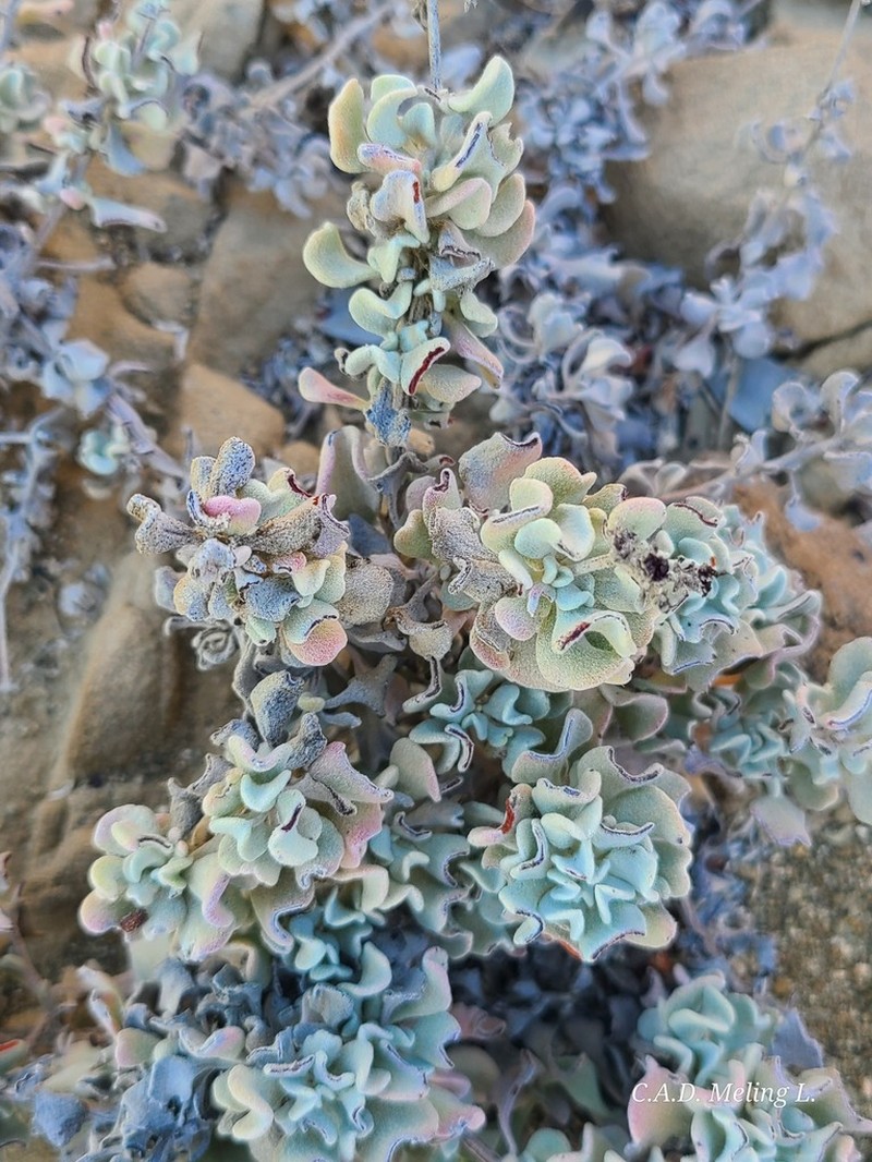 Eriogonum pondii photo 5