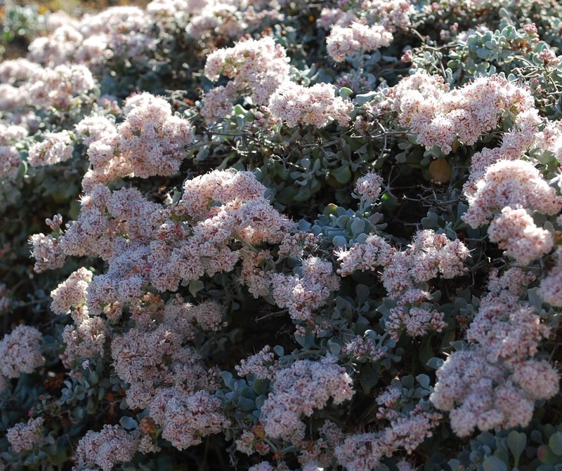 Eriogonum pondii photo 6