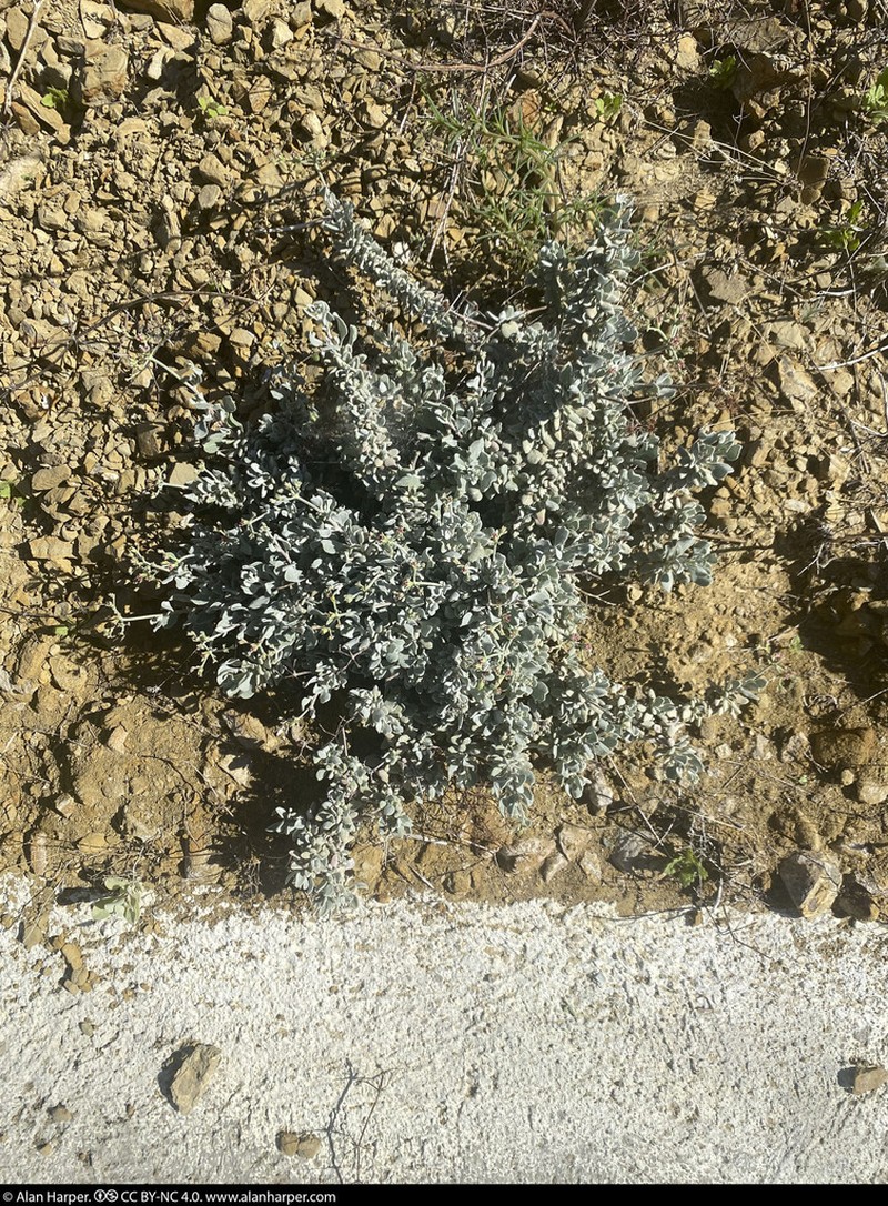 Eriogonum pondii photo 7