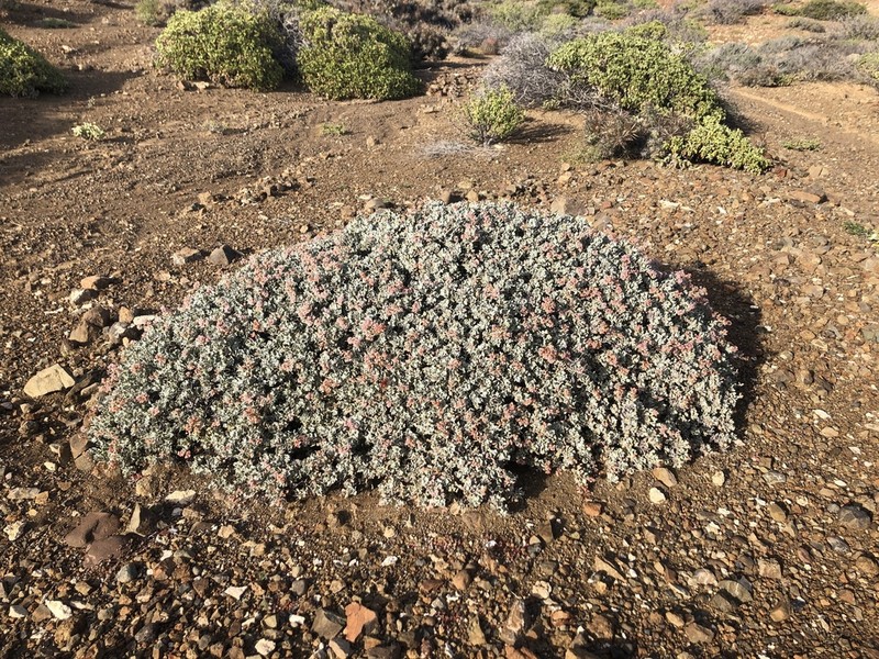 Eriogonum pondii photo 8