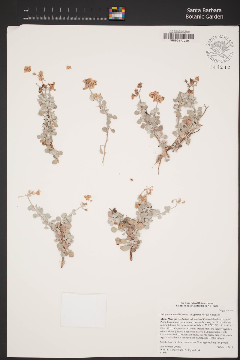 Eriogonum pondii var. gentryi