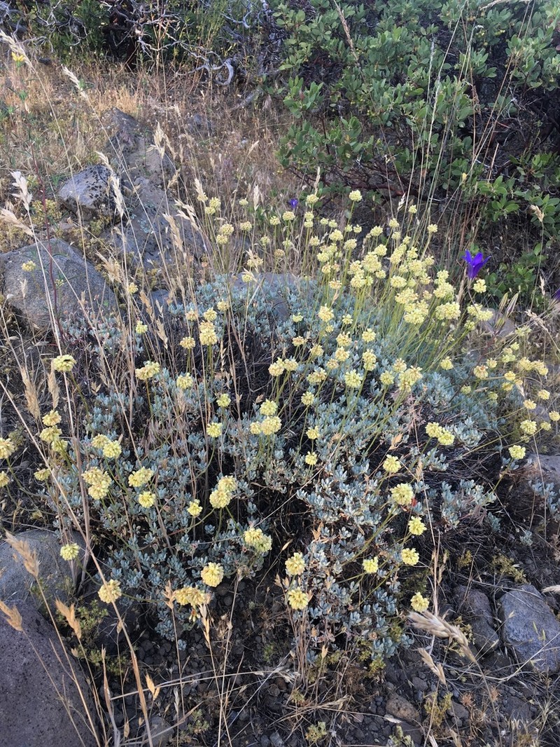 Nevada City Buckwheat photo 2