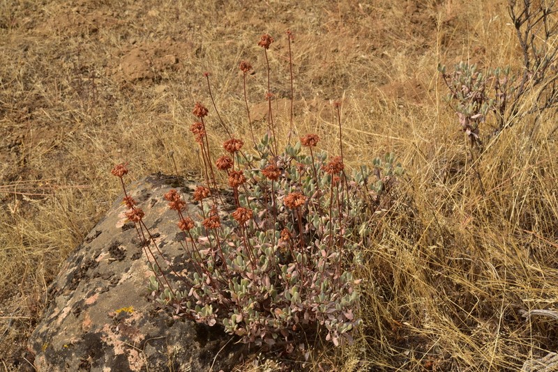 Nevada City Buckwheat photo 3