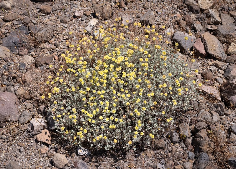Nevada City Buckwheat photo 4