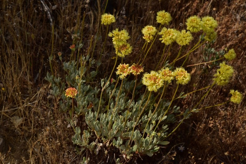 Nevada City Buckwheat photo 5