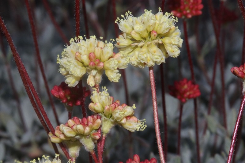 Nevada City Buckwheat photo 7
