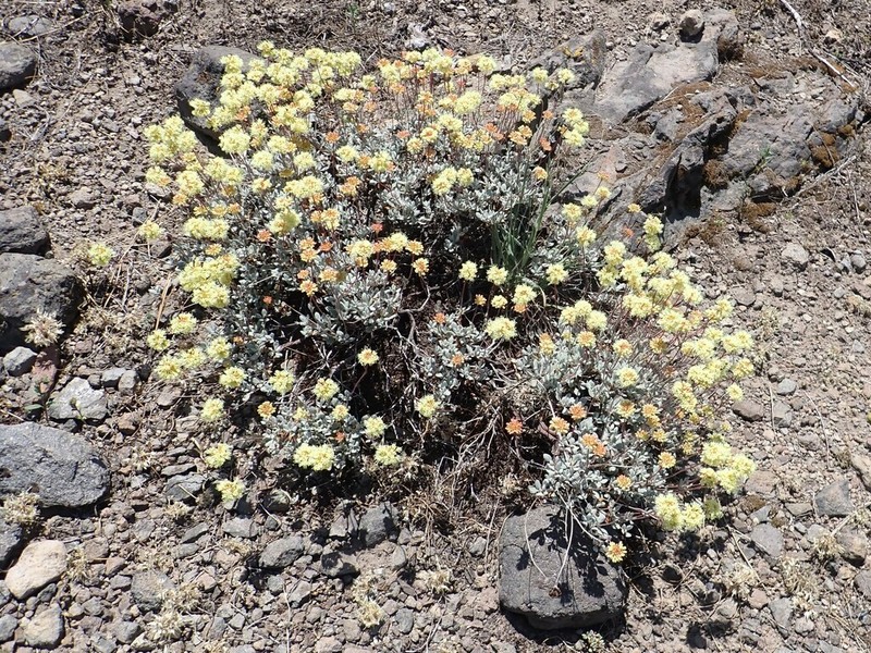 Nevada City Buckwheat photo 8