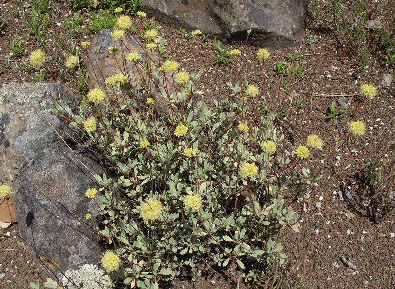 Eriogonum prattenianum var. avium