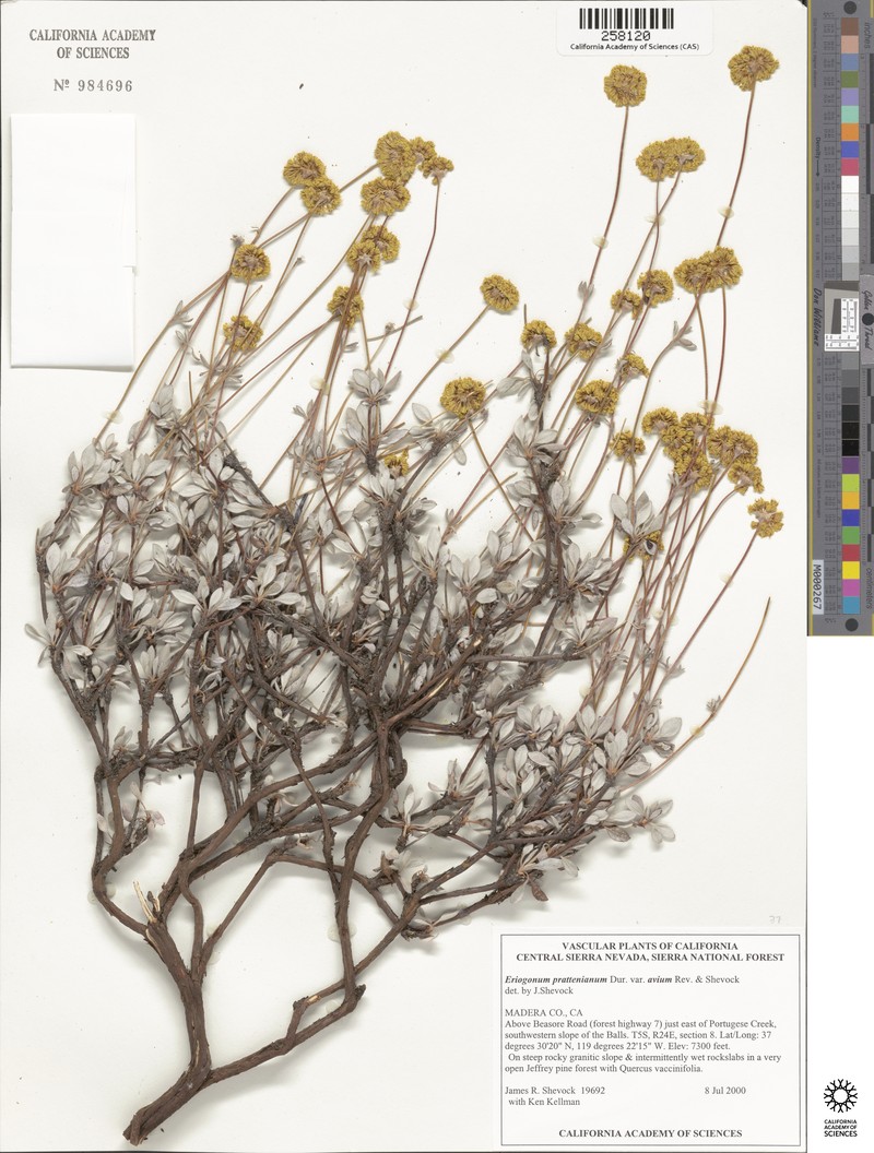 Eriogonum prattenianum var. avium photo 3