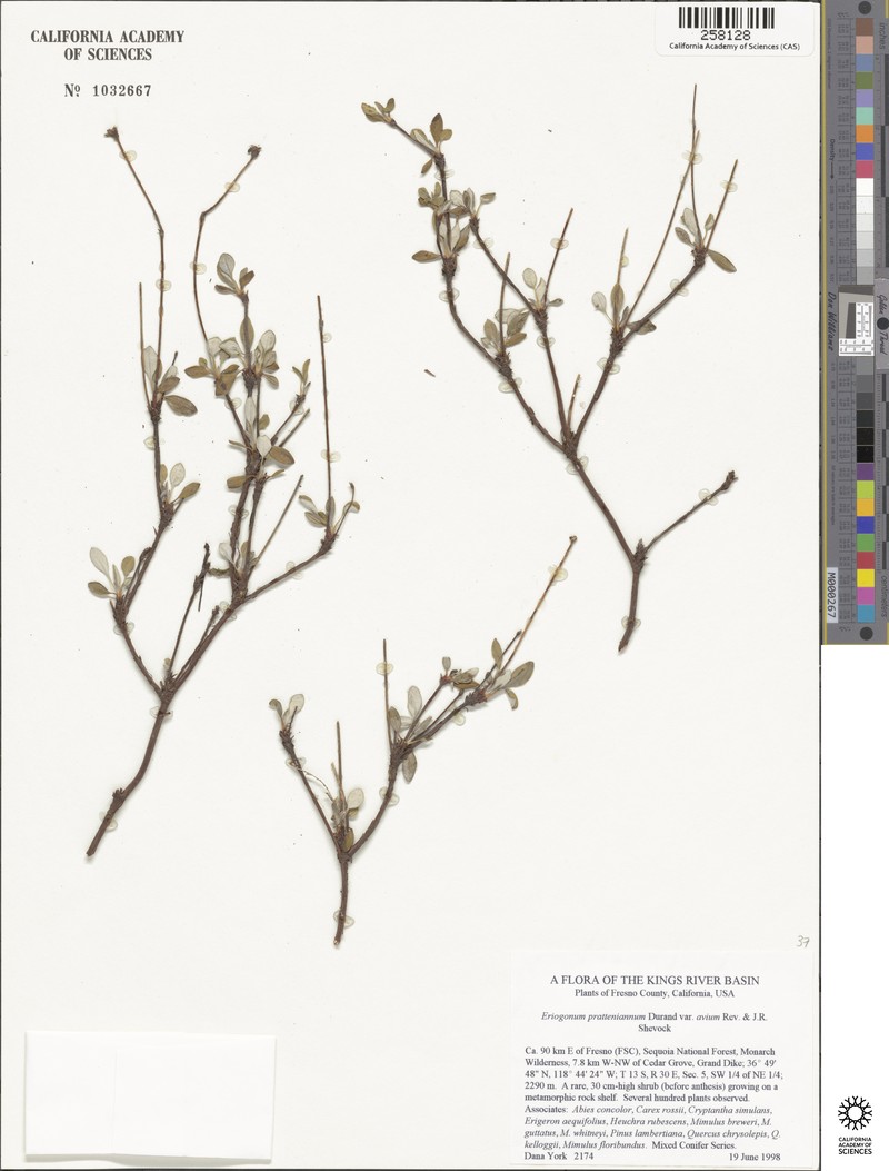 Eriogonum prattenianum var. avium photo 4