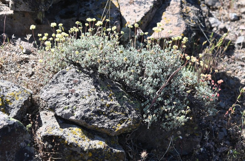 Eriogonum prattenianum var. prattenianum