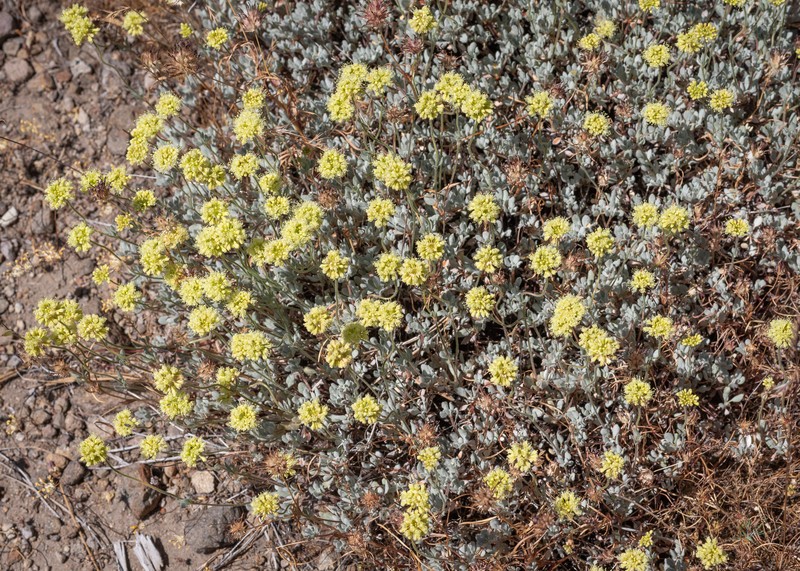 Eriogonum prattenianum var. prattenianum photo 3