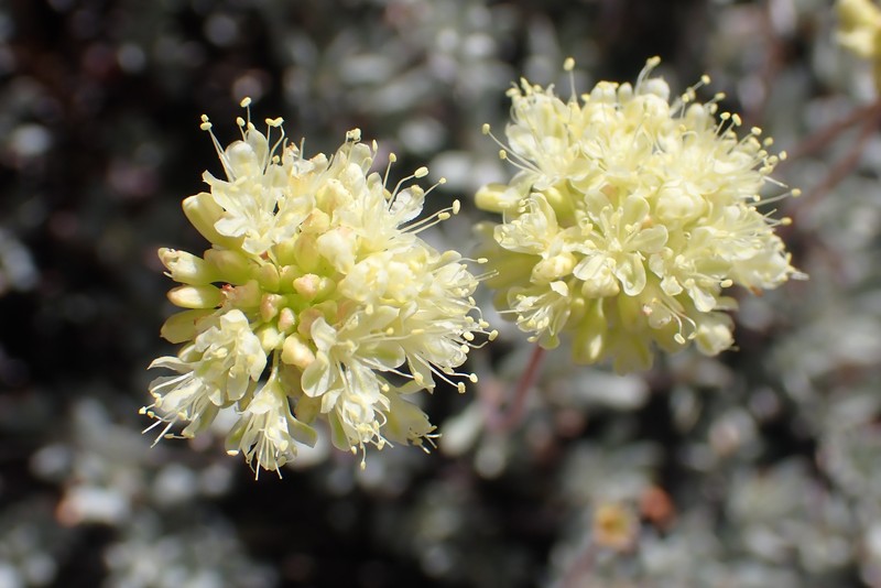 Eriogonum prattenianum var. prattenianum photo 4