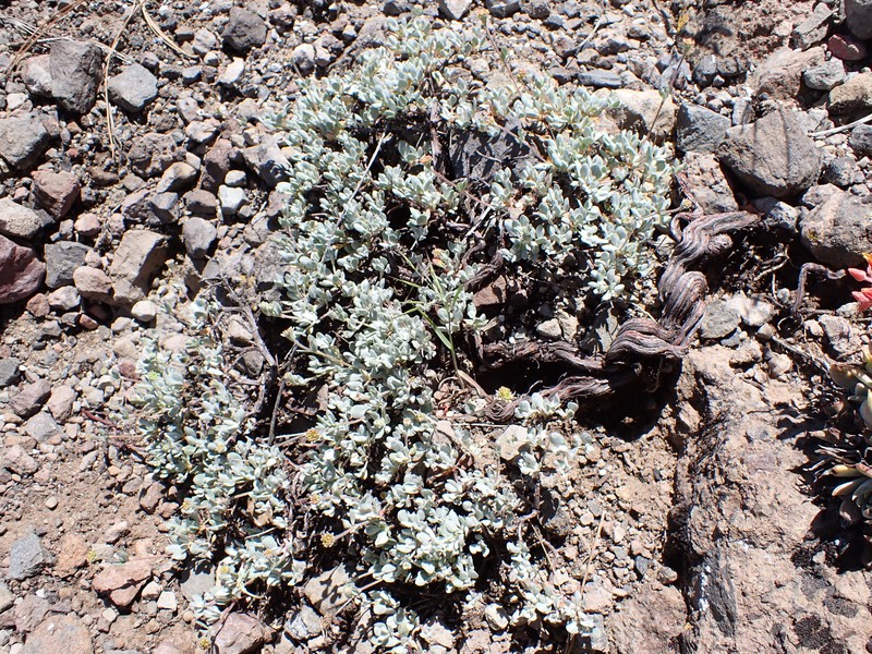 Eriogonum prattenianum var. prattenianum photo 5