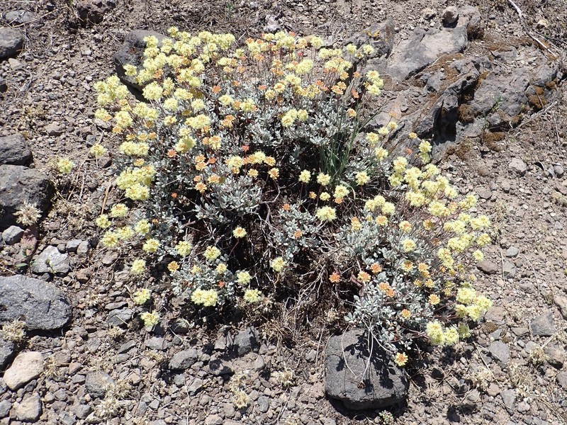 Eriogonum prattenianum var. prattenianum photo 7