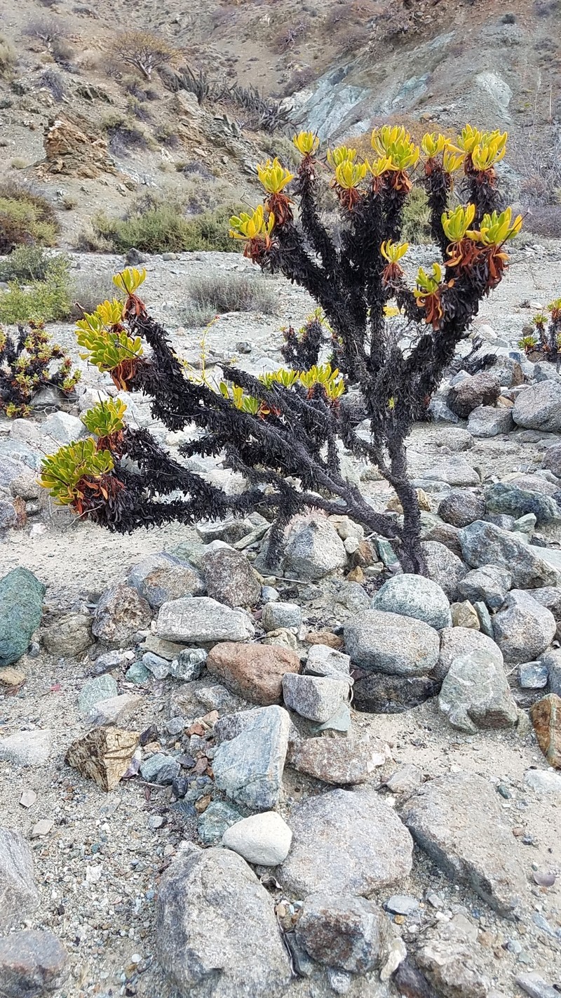 Eriogonum preclarum