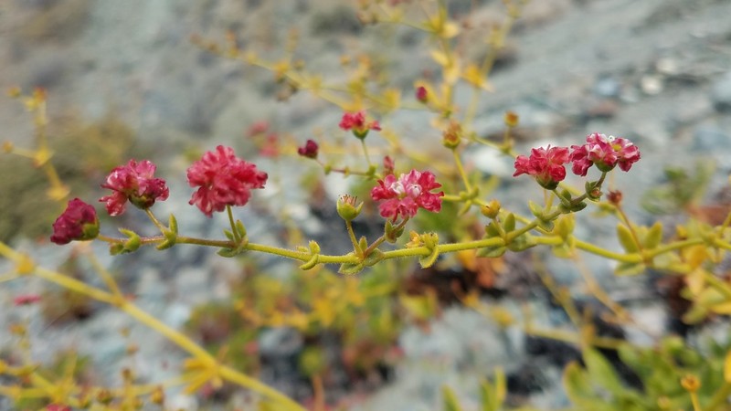 Eriogonum preclarum photo 2