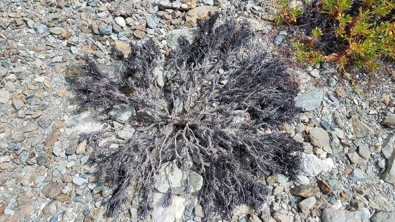 Eriogonum preclarum photo 3