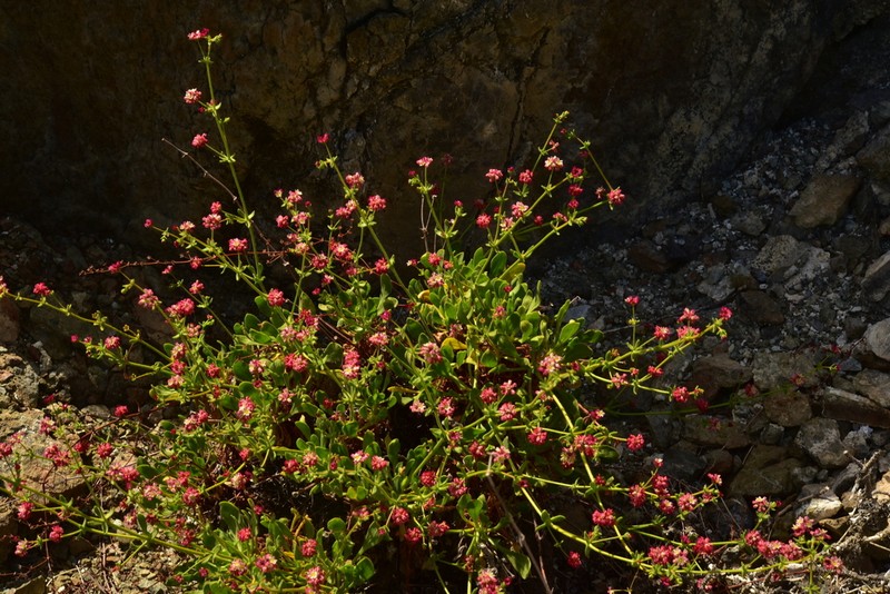 Eriogonum preclarum photo 4