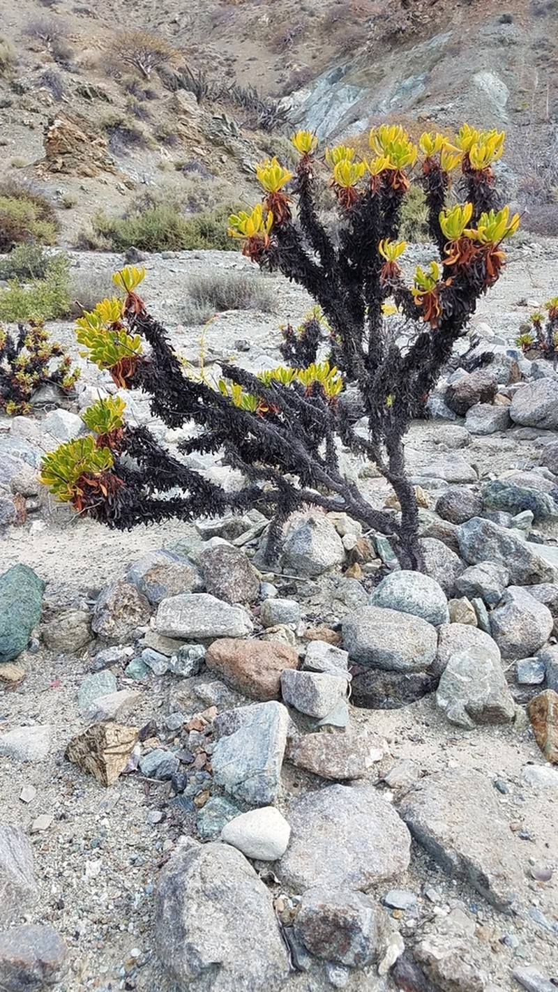 Eriogonum preclarum photo 5