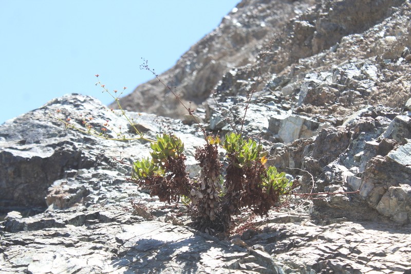 Eriogonum preclarum photo 6